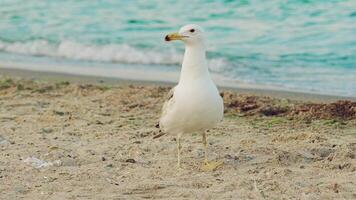 sea gull of white color with gray wings looks straight ahead and goes further on the background of turquoise waves of the sea. Slow motion video
