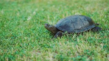 Turtle crawling on the ground among the plant. A turtle running into the woods video