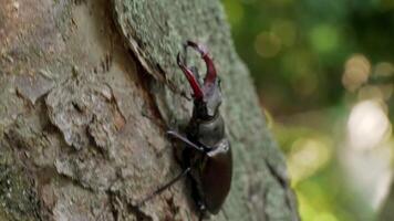 A large beetle Lucanus cervus creeps along the bark of a tree. Fighting beetle. Stag Beetle video