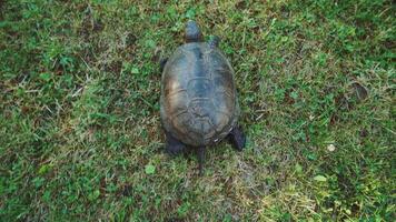 Turtle slowly moving through the green grass. A turtle running into the woods video
