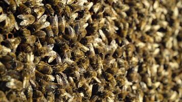 Beehive in the apiary. Bees collect nectar. Life inside the hive. Apiary concept. Close-up video
