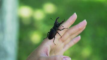 Stag beetle in hand. Lucanus cervus. Fighting beetles video