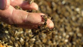 Beekeeper is working with bees and beehives on the apiary. Bees on honeycomb. Frames of a bee hive. Beekeeping. Honey. video