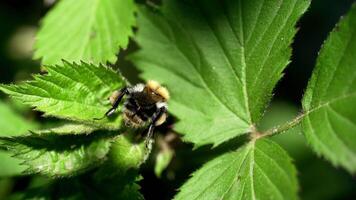 Large bumblebee climbing out of green leaves and flying away. Macro bee view in the wild. video
