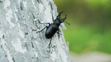 Beetle deer in the wild. Insect stag beetle. Stag-beetle crawling on a tree. video