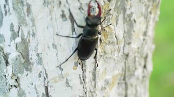 Stag-beetle sitting on a tree. Rare, is in The Red Book video