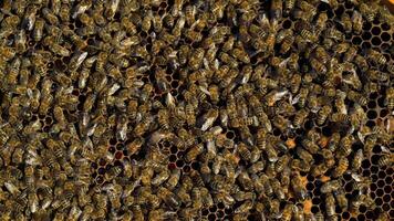 Bees collect nectar. Life inside the hive. Beehive in the apiary. Close-up video