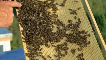biodlare kontroll vaxkaka ram med bin i hans bigård. arbetssätt bin i en bikupa. biodling. honung. video
