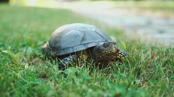 The land turtle in the grass. A turtle running into the woods video
