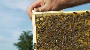 hands of a man holds a frame with honeycombs for bees in the garden at home video