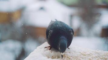 Winter dove furry close up. A pigeons in the winter sits in the snow against the backdrop of a street that is out of focus video