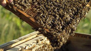 hands of man shows a wooden frame with honeycombs on the background of green grass in the garden. Life of worker bees. Apiary concept. video