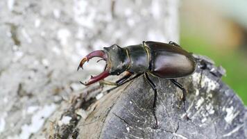 Stag-beetle crawling on a tree. Stag-beetle close-up moves in the open air in the summer on a thick branch of a tree video