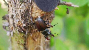 Stag-Beetle the world's largest saw-tooth stag beetle with long and sharp jaws , in tropical forest. video
