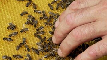 a beekeeper keeps a wooden frame with honeycomb and bees. Close-up of honey bee video