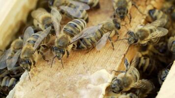 bees walk between wooden frames in a hive in a warm weather in the summer in the garden. Beehive in the apiary. Close-up video
