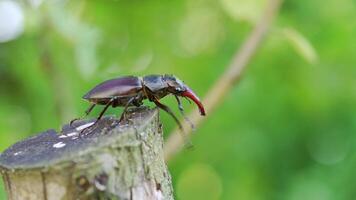 Stag-beetle crawling on a tree. Rare beetles in the forest. video