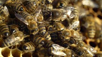 Close up view of the working bees on honey cells. Working bees on honeycomb. Bees on honeycombs video