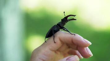 Stag beetle in hand. Lucanus cervus. Fighting beetles video