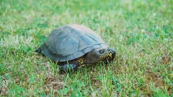 The land turtle in the grass. Turtle crawling on the ground among the plants video