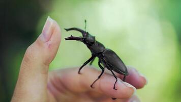 Big horned beetle. Stag beetle on a hand. video