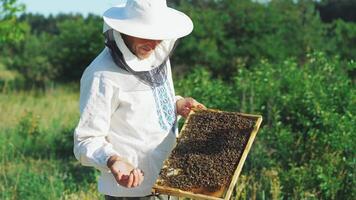 Beekeeper is working with bees and beehives on the apiary. Frames of a bee hive. video