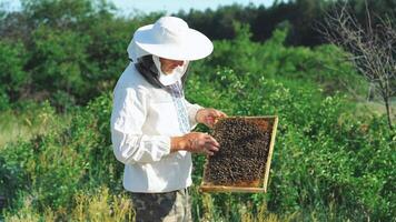 Beekeeper is working with bees and beehives on the apiary. Beekeeper on apiary. video