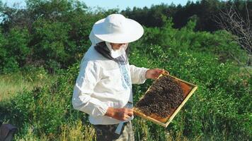 Beekeeper is working with bees and beehives on the apiary. Frames of a bee hive. video