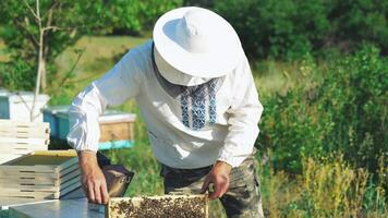 Beekeeper is working with bees and beehives on the apiary. Frames of a bee hive. video