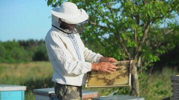 Beekeeper is working with bees and beehives on apiary. Beekeeping concept. video