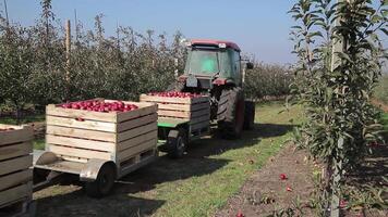 fruktträdgård med mogen äpplen. traktor plocka upp trä- lådor av äpple frukt och transport dem mellan fruktträdgård träd rader. video