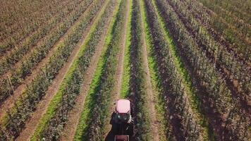 Breathtaking Aerial View Of An Apple Orchard. Wooden crates full of ripe apples during the annual harvesting period. video