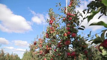 se av en rad av ung äpple träd som är växande och mogning i de fält på de bakgrund av blå himmel i de sommar. trädgårdsarbete. kamera rörelse upp video