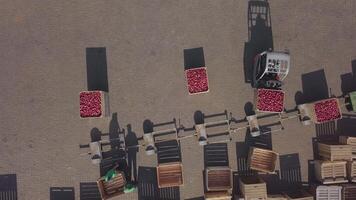 trucks are transporting apples on trailers in the territory of warehouse with wooden boxes near an apple orchard in the field. Aerial view video