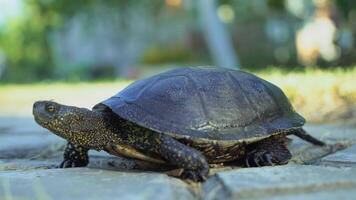adult turtle of a yellow and black color is passing to grass through a path in the summer. Close-up video