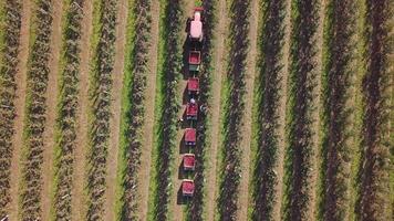 An aerial following view of a truck loaded up with freshly picked apples as they move from the orchard to a packhouse. Apples. Red apples. Apple harvest. video