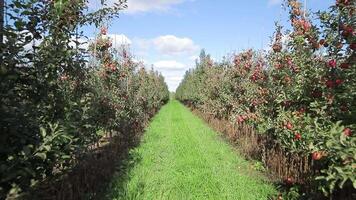 apple trees are growing in the field in the summer on the background of path between two rows of trees. Camera movement back video