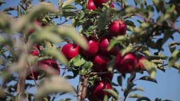apples. apple harvest. many apples. apples close up video