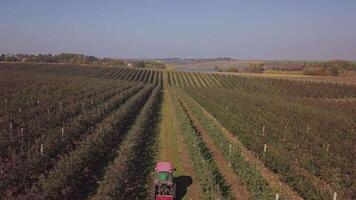 Apple harvest. Driver of tractor is transporting trailers with apples. Wooden crates full of ripe apples. Aerial view. video