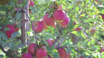 red apples are ripening on the branches of tree in the garden in a warm weather in the summer. Gardening video