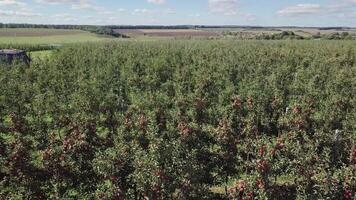 ripe apple trees are growing in the field near the river on the background of a rural terrain in the summer. Aerial view. Camera motion backwards video