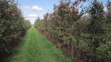 red apples are ripening on trees in the garden in the summer. Path between the rows of apples in the field is sowned with green grass. Camera motion forward video