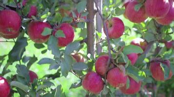 red fruits are hanging down on the branches of an apple tree in the garden in the summer. Apple orchard video