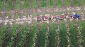 driver of tractor is transporting five trailers with apples on the road in the background of apple orchard in the summer. Aerial view video