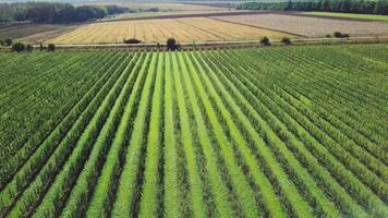 rows of apple trees are growing in a large area in the field in the summer for processing in the production of juices. Aerial view video