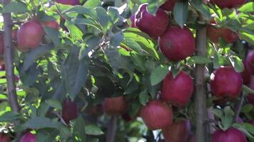 wonderful red apples are growing on the branches of trees in an orchard in the summer. video