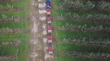 a tractor with trailers from apples is riding along the road with an apple orchard on two sides in the summer in the field. video