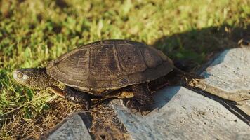 big turtle runs away from the paving stones to the green meadow in the summer in the garden. Close-up video