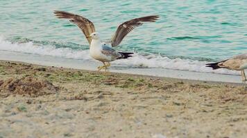 three gulls are walking along the seashore in the summer on the background of sea waves. Slow motion video