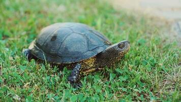 a decorative turtle of yellow and black color is crawling through the path in the park in the summer. Close-up video
